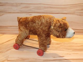 Alter Teddybär Mit Buckel Auf Räder Zum Ziehen. Bild