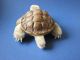 Steiff Schildkröte Turtle - 14cm Tiere Bild 4