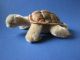 Steiff Schildkröte Turtle - 14cm Tiere Bild 5