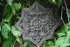 Keltisches Relief Rosette Fassadenschmuck O.  Beet - Trittstein Steinguss Patiniert Nostalgie- & Neuware Bild 11