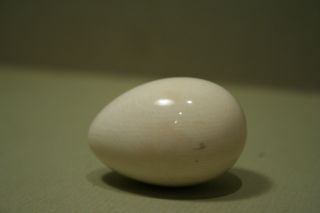 Ein Ei Aus Echtem Bein Bild