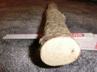 Drechselholz Haselnuss Holz Drechseln Schnitzen 6 Bild