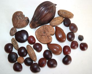 Alte Sammlung Afrika Samen,  Trockene Früchte O.  ä.  - Dekoration,  31 Stück Bild