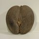 Coco De Mer,  Seychellennuss / Kokosnuss,  Naturbelassen / Rarität Entstehungszeit nach 1945 Bild 1