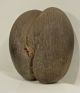 Coco De Mer,  Seychellennuss / Kokosnuss,  Naturbelassen / Rarität Entstehungszeit nach 1945 Bild 2
