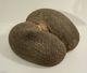 Coco De Mer,  Seychellennuss / Kokosnuss,  Naturbelassen / Rarität Entstehungszeit nach 1945 Bild 3