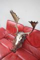 Kapitales Damhirschgeweih Damschaufler - Ideales Weihnachtsgeschenk - Fallow Deer Jagd & Fischen Bild 1