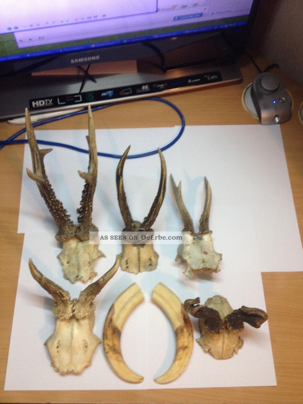 5 X Rehgehörn Gehörn Rehbock Jagd Trophäe,  2 X Große Wildschwein Keiler Hauer Jagd & Fischen Bild