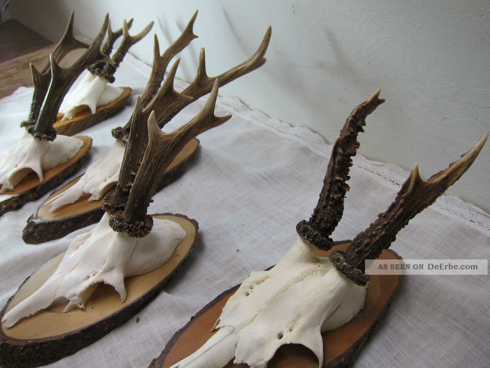 5x Schönes Rehgehörn,  Rehgeweih Rehbock Gehörn Rehtrophäe Jagdtrophäe Jagd & Fischen Bild