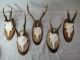 5x Schönes Rehgehörn,  Rehgeweih Rehbock Gehörn Rehtrophäe Jagdtrophäe Jagd & Fischen Bild 1