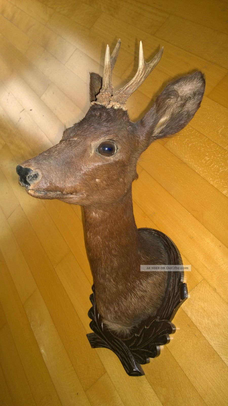 Rehbockkopf - Auf - Einem - Geschnitzten Holzbrett,  Tierpräparat Rehwild Jagd & Fischen Bild
