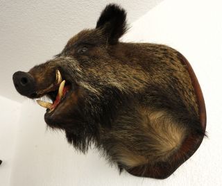 Großer Wildschweinkopf,  Keilerkopf,  Präparat,  Jagdtrophäe Bild