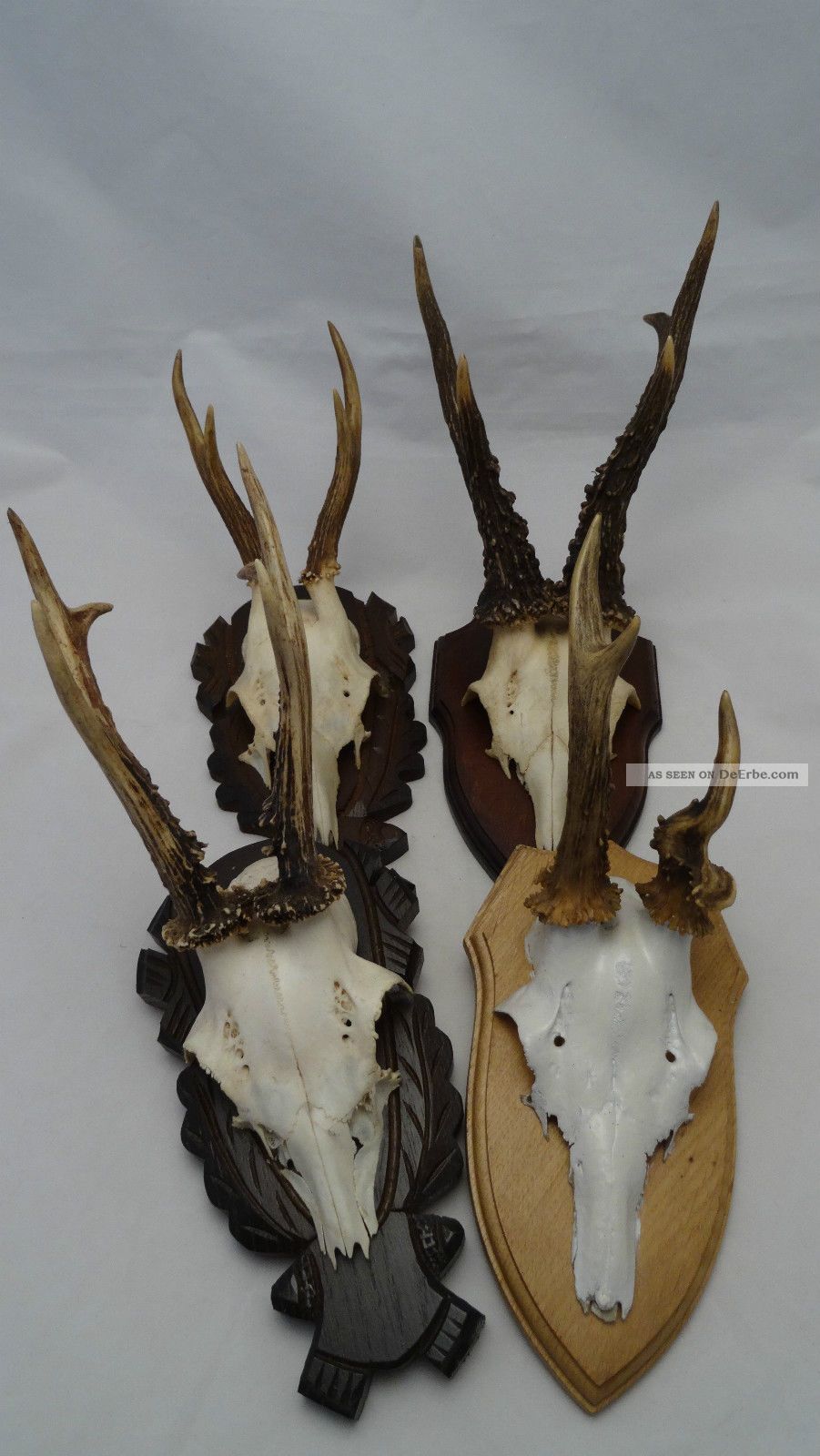 4 Stück Rehgeweih Abnorm Geweih Rehbock Gehörn Rehgehörn Reh - Moe109 Jagd & Fischen Bild