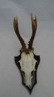 5 Stück Rehgeweih Abnorm Geweih Rehbock Gehörn Spiesser Rehgehörn Reh - Moe103 Jagd & Fischen Bild 7