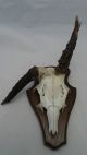 4 Stück Rehgeweih Abnorm Geweih Rehbock Gehörn Rehgehörn Reh - Moe113 Jagd & Fischen Bild 7