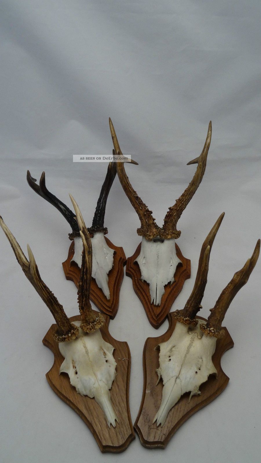 4 Stück Rehgeweih Abnorm Geweih Rehbock Gehörn Rehgehörn Reh - Moe106 Jagd & Fischen Bild