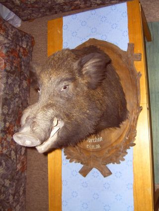 Wildschweinkopf,  Keilerkopf Präparat 1909 Bild