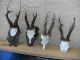 4 Starke Reh Geweihe Gehörne Rehbock Roe Deer Antlers Jagdtrophäe Jagd & Fischen Bild 1
