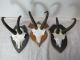 3x Gams Gämse Gemse Gamsbock Gamstrophäe Trophäe Jagd & Fischen Bild 1