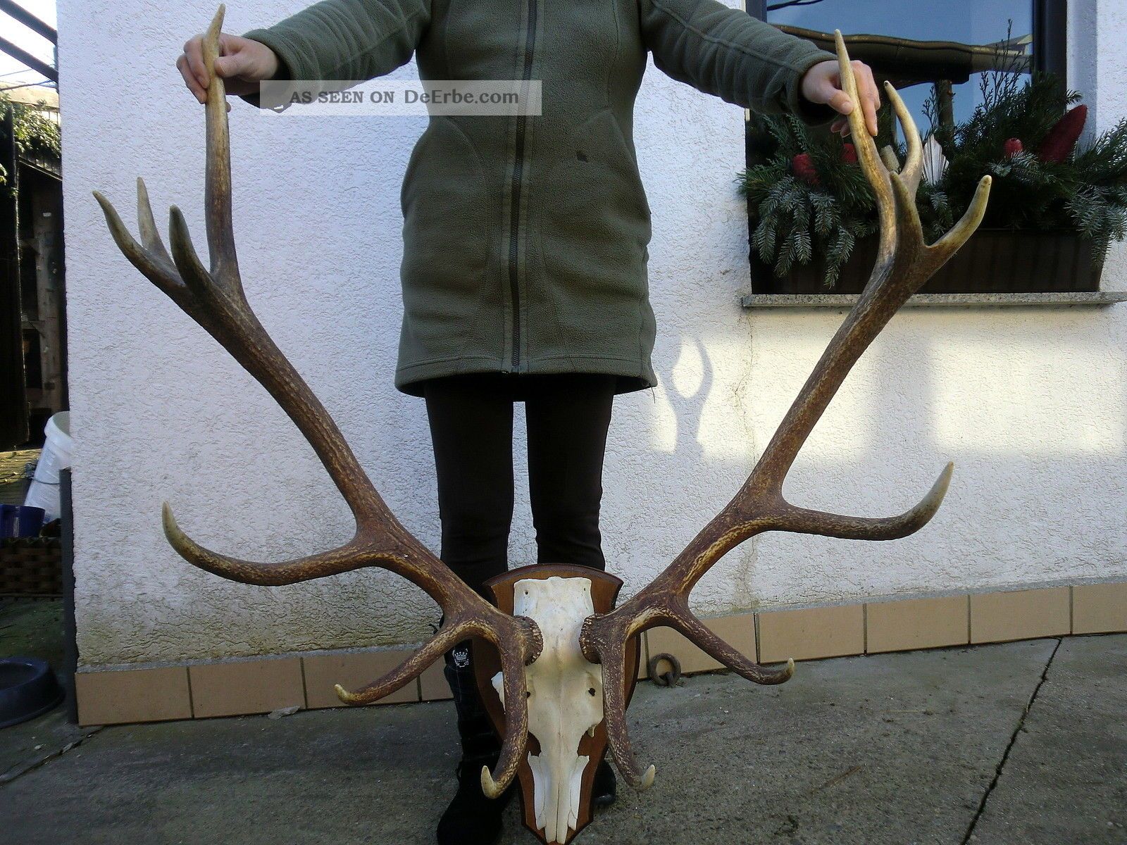 Schönes 14ender Hirschgeweih Abwurfstangen Geweih Gehörn Horn Geweihstangen