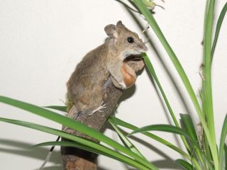 Präparierte Maus,  Präparat,  Taxidermy,  Ausgestopft Bild