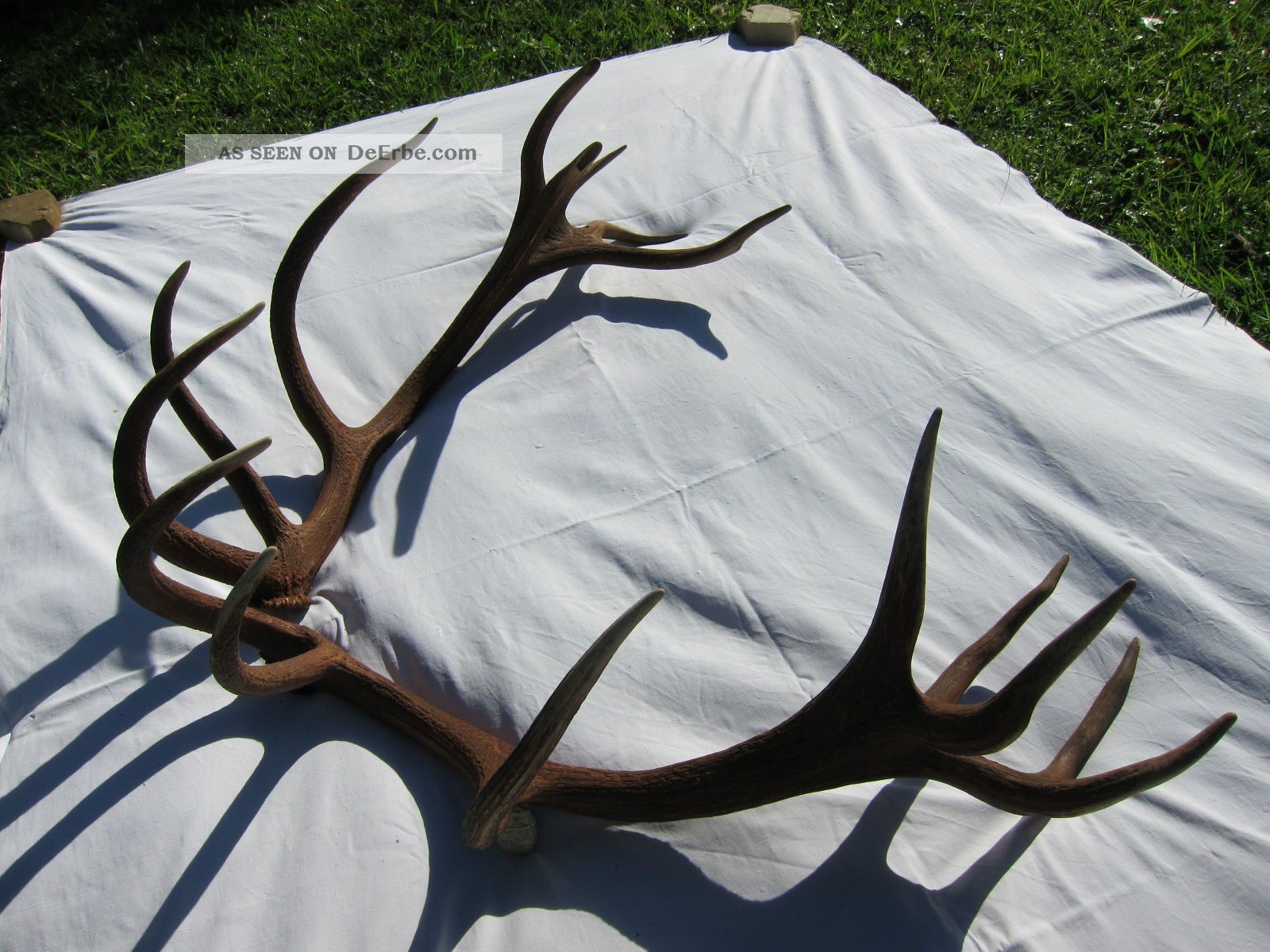 Bild mit Hirschgeweih: A Comprehensive Guide to Its History, Benefits, and Value