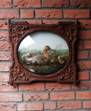 Schnepfe Präparat Jagd Rahmen Mit Eichenlaub Gewölbtes Glas Alt Antik Um 1900 Bild