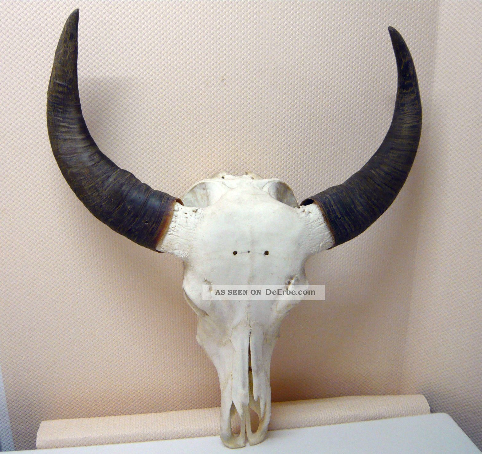 Stierschädel Büffelschädel Longhorn Echte Knochen Schädel Indianer Deko Trophäe Jagd & Fischen Bild
