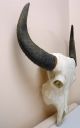 Stierschädel Büffelschädel Longhorn Echte Knochen Schädel Indianer Deko Trophäe Jagd & Fischen Bild 2