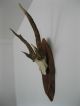 Sikahirschgeweih Geweih Hirsch Horn Jagdtrophäe Jagd & Fischen Bild 1
