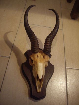 Geweih,  Gehörn,  Antik Afrika Jagd,  Antilope Bild