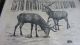 Hans Kallmeyer 1892 - 1961 Hirsche Auf Lichtung Sign Und Datiert 1928 Originaldrucke 1900-1949 Bild 1
