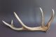 Rothirsch Eissprossenzehner Geweih Abwurfstange Jagd Präparat Deko Passstangen Jagd & Fischen Bild 7