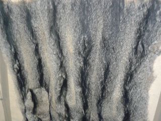 Südamerikanische Graufuchsplatte Bild