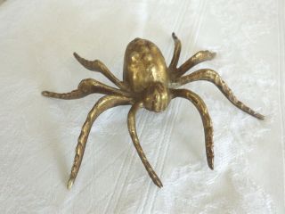 Spinne Vogelspinne? Spider Tier Messing Dachbodenfund Sammler Bild