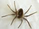 Spinne Vogelspinne? Spider Tier Messing Dachbodenfund Sammler Gefertigt nach 1945 Bild 2