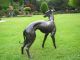 Grosser WunderschÖner Windhund Aus Bronze Tier Deco Bronze Bild 5