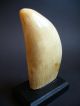 Scrimshaw - - Um 1840 Nautika & Maritimes Bild 2