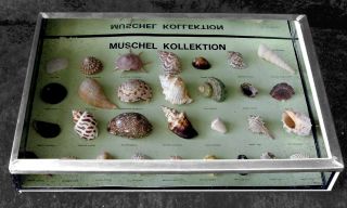 Muschel - Kollektion,  Ca.  1950 Schulisches Präparat Im Glaskasten Mit Zinn - Einfas Bild