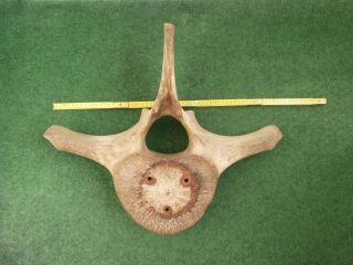 Alter Walknochen Wirbelknochen Vintage Whale Bone Bild