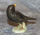 Goebel Porzellan - Vogel Amsel - Modell Nr.  273 - Glänzend Nach Marke & Herkunft Bild 1