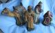 Sehr Altes Großes Kamel,  Große Heilige Drei Könige - Alte Gips Krippenfiguren Krippen & Krippenfiguren Bild 3