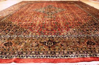 Königlicher Biedjar Herati Kaschmir Orient Teppich Rug 340x250 Bild