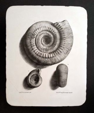 Lithographiestein,  Lithografiestein,  Lithographic Printing Stone: Bayle Ammonites Bild