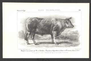 KÜhe,  Rinder,  Konvolut,  9 Lithographien,  1851 Bild
