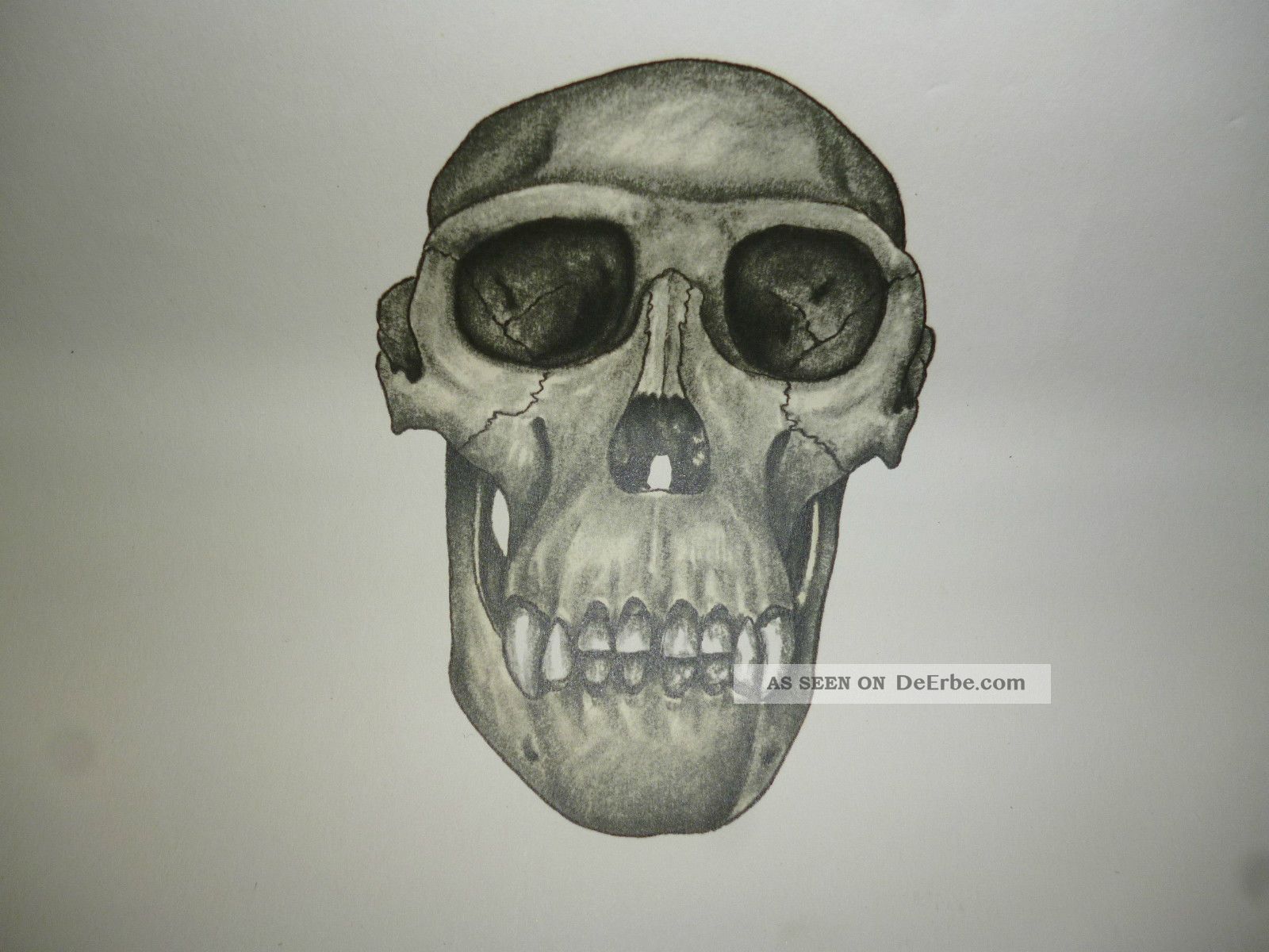 Totenkopf Schulkarte Wandkarte Lehrkarte Rollkarte Vintage Schulwandkarte 1957 Arzt & Apotheker Bild
