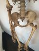 Menschliches Skelett Mit Schädel Lehrmittel Um 1900 Aus Altem Schulbestand Antike Bild 3