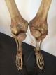 Menschliches Skelett Mit Schädel Lehrmittel Um 1900 Aus Altem Schulbestand Antike Bild 4