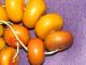 Bernstein Resine Amber Egg Yolk Butterscotch Beads Schmuck nach Epochen Bild 2
