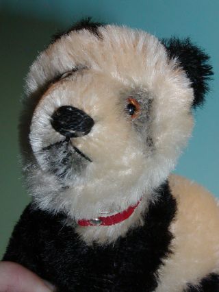 Sehr Alter Steiff Bär Teddy Panda Auf 4 Füßen Bild